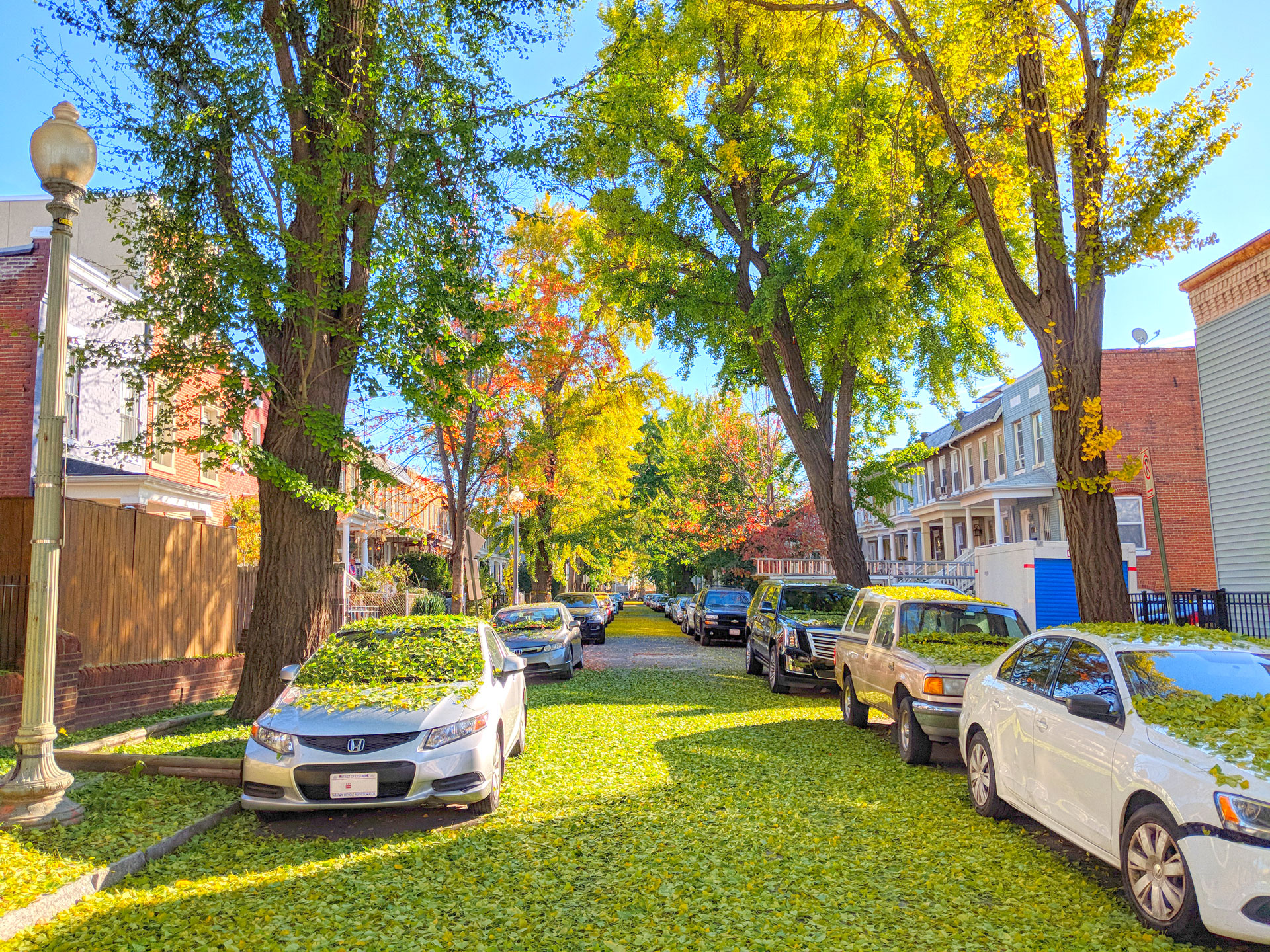Photo of Orleans Place NE. The street is lined with ginkgo trees. Leaves are a mix of autumn colors (green, yellow, and reds).